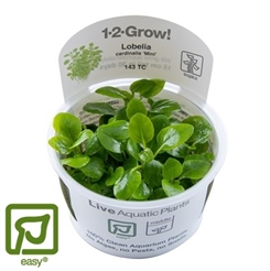 Lobelia cardinalis - Mini 1-2-grow